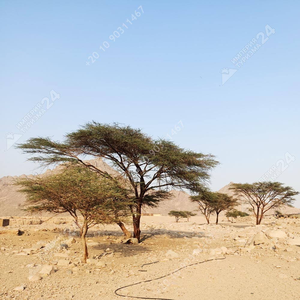 Экскурсия к оазису из Хургады