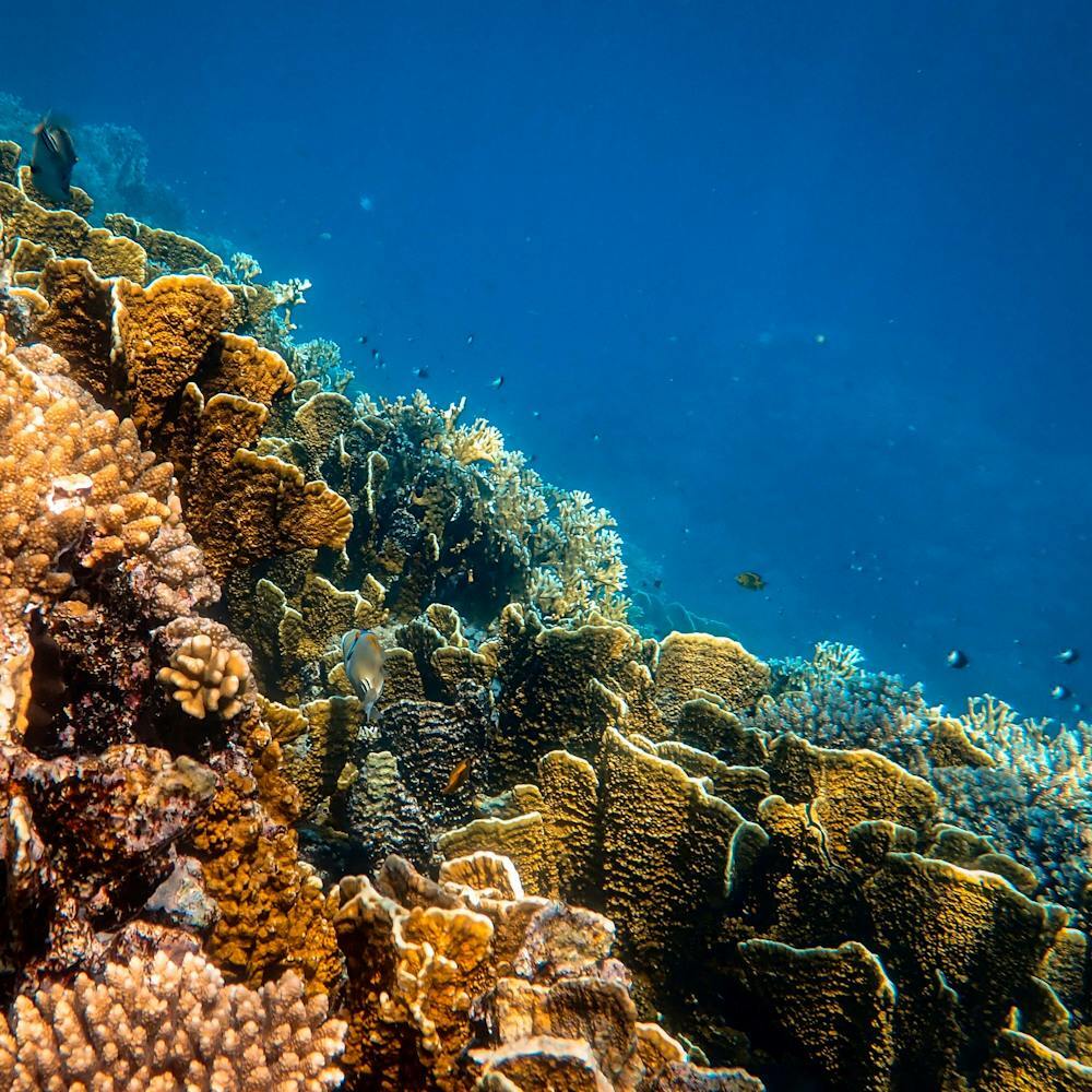 Дайвинг Кемер