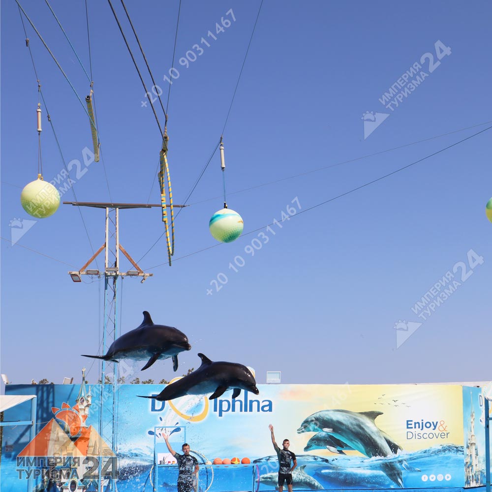 Экскурсия в дельфинарий в Хургаде