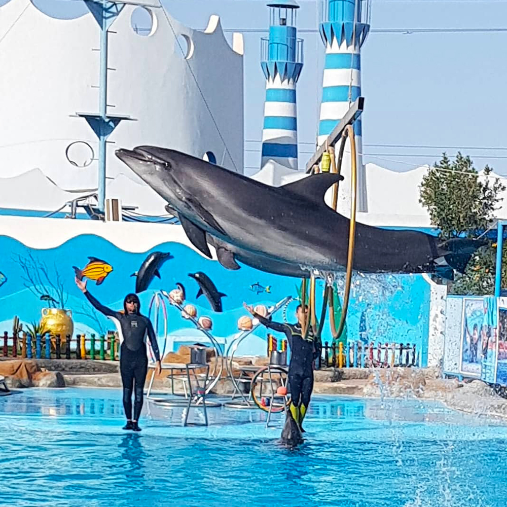 Экскурсия в дельфинарий в Хургаде