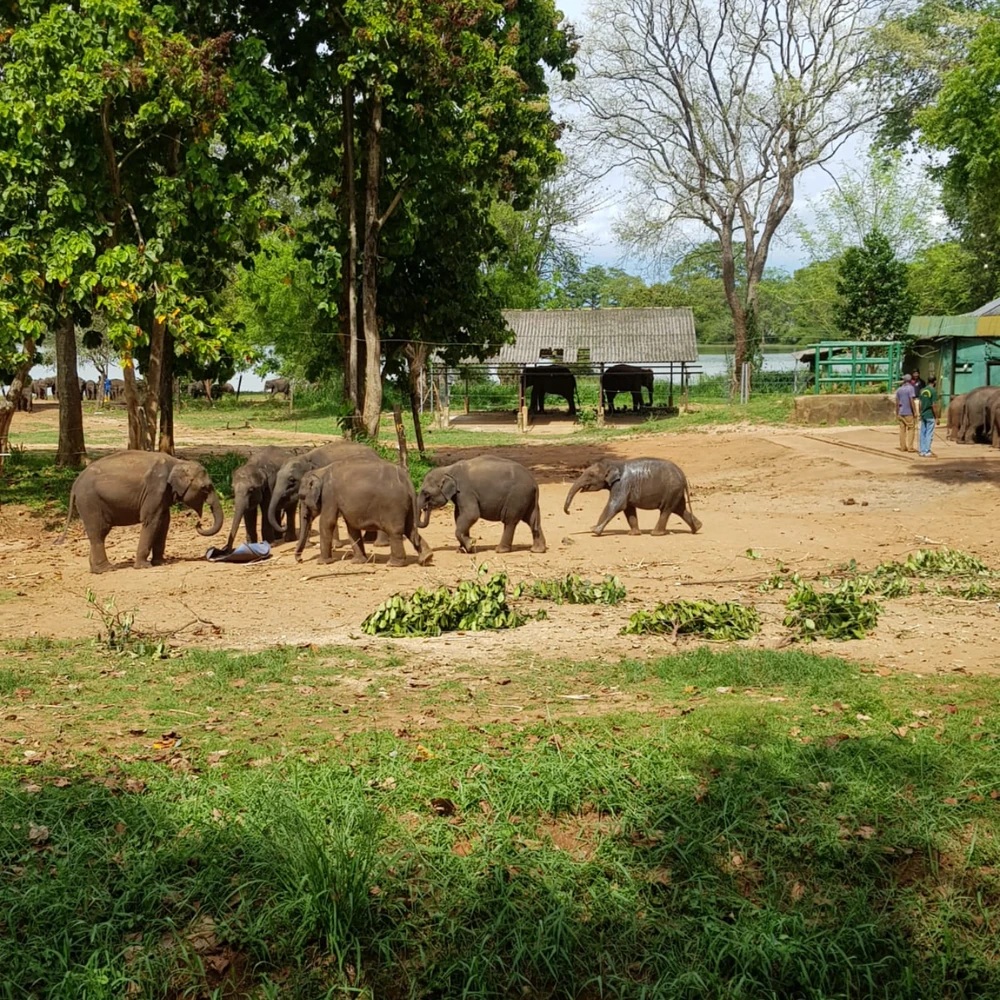 Экскурсия Элла + Слоновий питомник Удавалава (1 день)