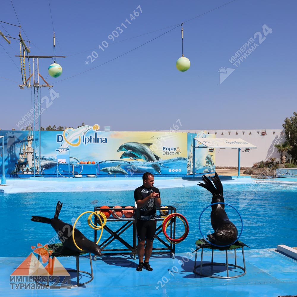 Экскурсия в дельфинарий в Хургаде