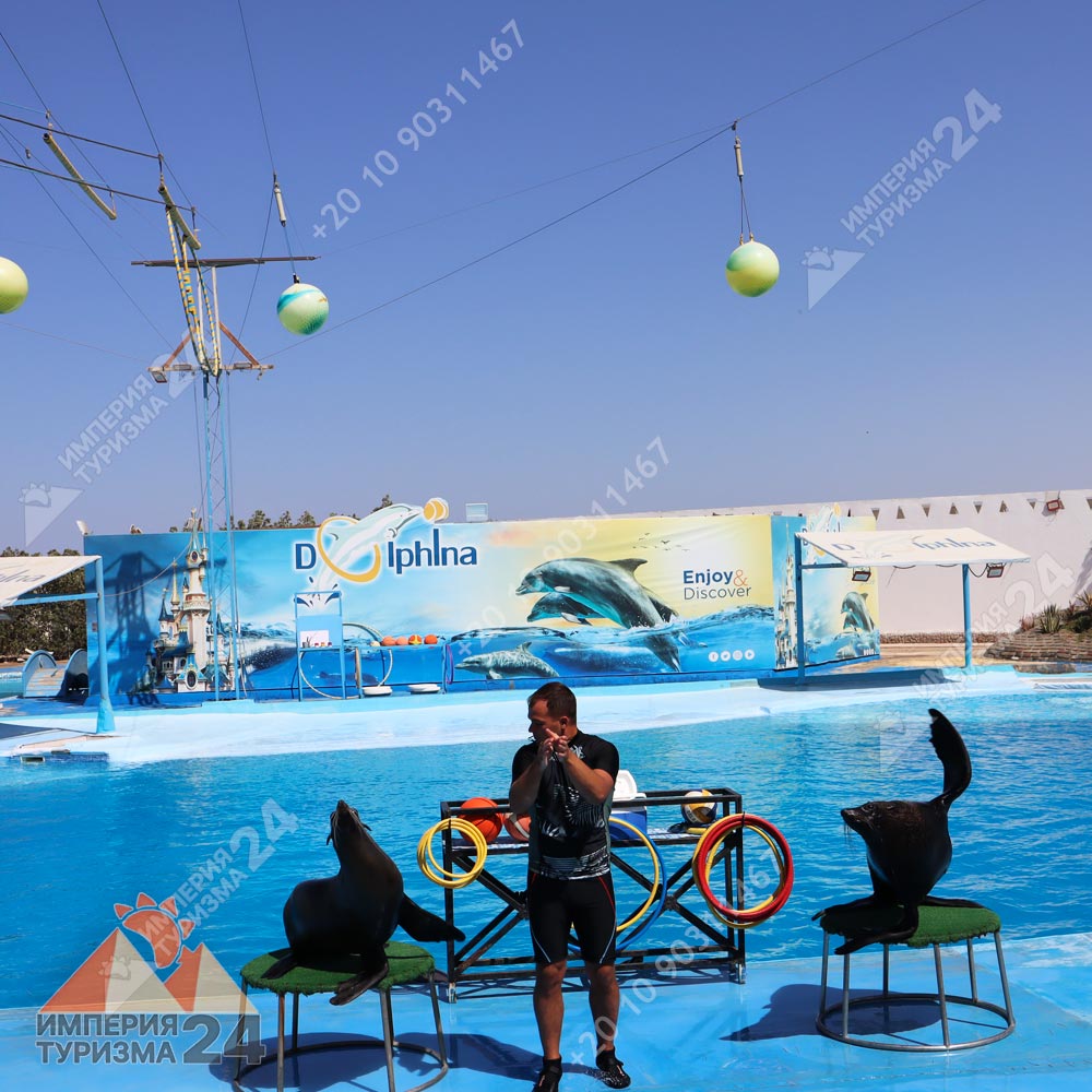 Экскурсия в дельфинарий в Хургаде