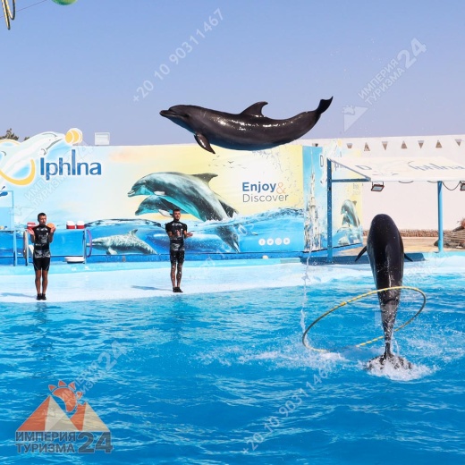 Экскурсия в дельфинарий в Хургаде