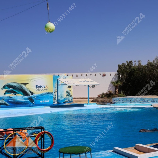 Экскурсия в дельфинарий в Хургаде