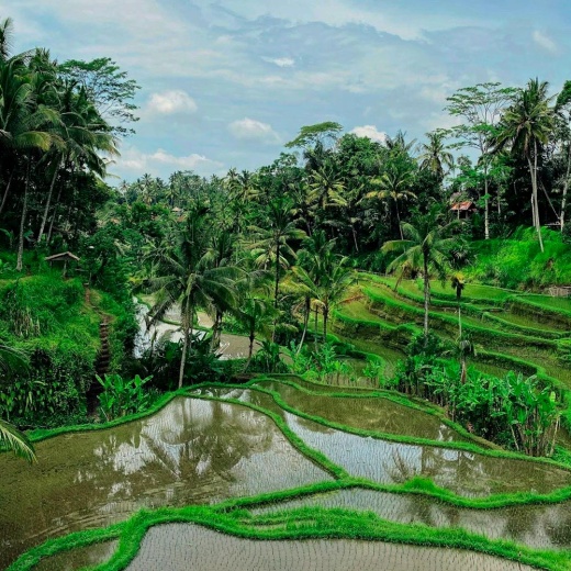 Экскурсия в Убуд на Бали