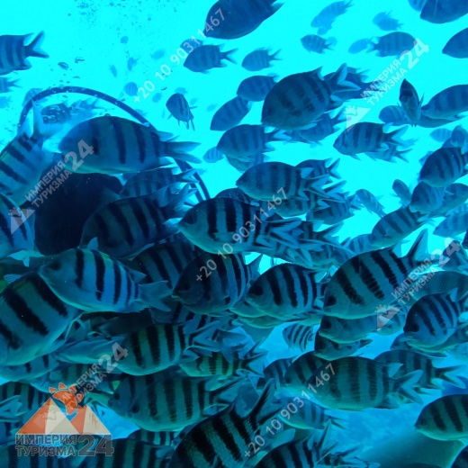 Экскурсия на батискафе в Хургаде