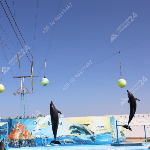 Экскурсия в дельфинарий в Хургаде