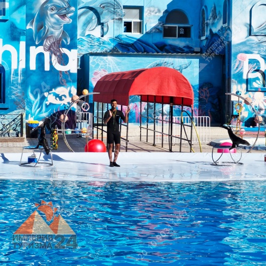 Экскурсия в дельфинарий в Шарм-эль-Шейхе