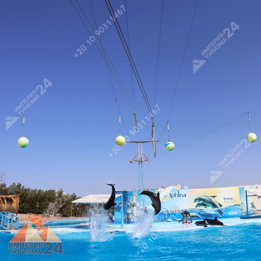 Экскурсия в дельфинарий в Хургаде