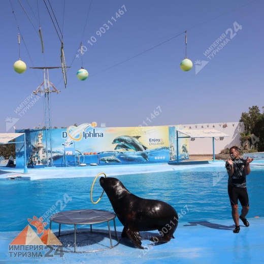 Экскурсия в дельфинарий в Хургаде