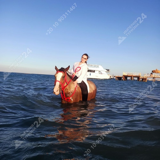 Прогулка на лошадях с купанием в Красном море