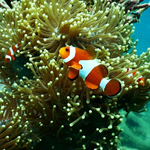 Дайвинг с берега острова Рача Яй