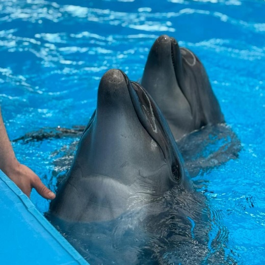 Шоу дельфинов Кемер