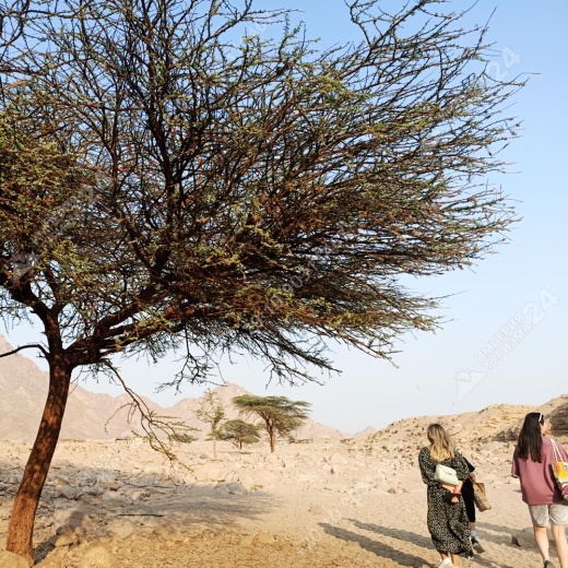 Экскурсия к оазису из Хургады