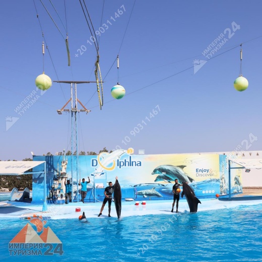 Экскурсия в дельфинарий в Хургаде