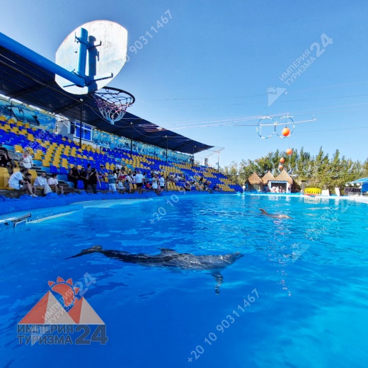 Экскурсия в дельфинарий в Шарм-эль-Шейхе