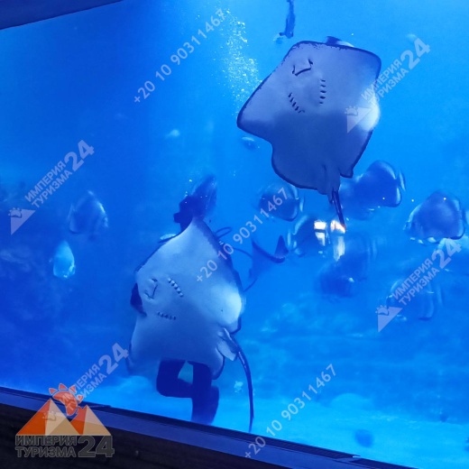 Экскурсия в Гранд Аквариум в Хургаде