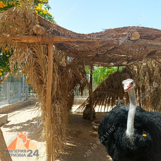Экскурсия в Гранд Аквариум в Хургаде