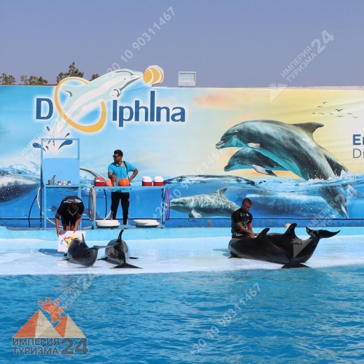 Экскурсия в дельфинарий в Хургаде