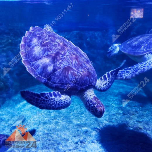 Экскурсия в Гранд Аквариум в Хургаде