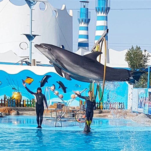 Экскурсия в дельфинарий в Хургаде