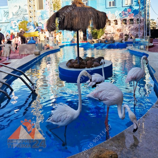 Экскурсия в дельфинарий в Шарм-эль-Шейхе