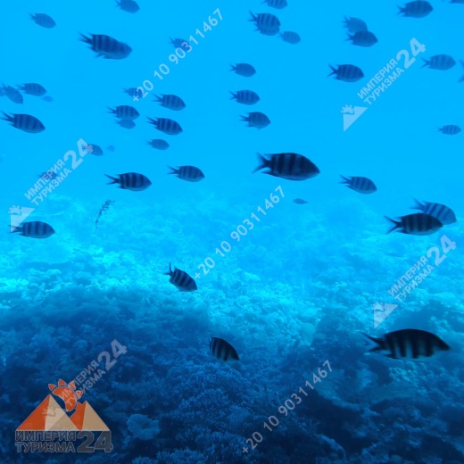 Батискаф + Снорклинг + Парасейлинг из Хургады