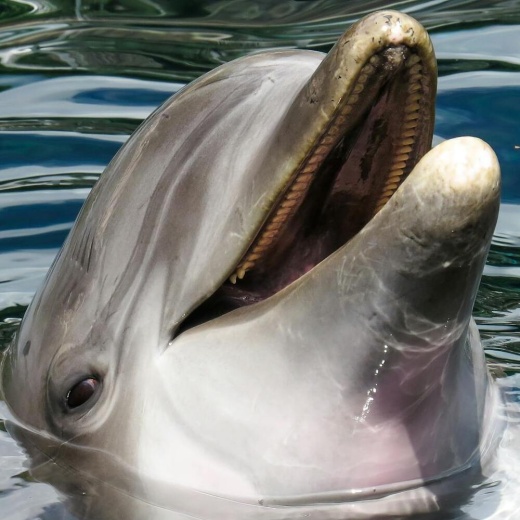 Яхт-тур на остров дельфинов