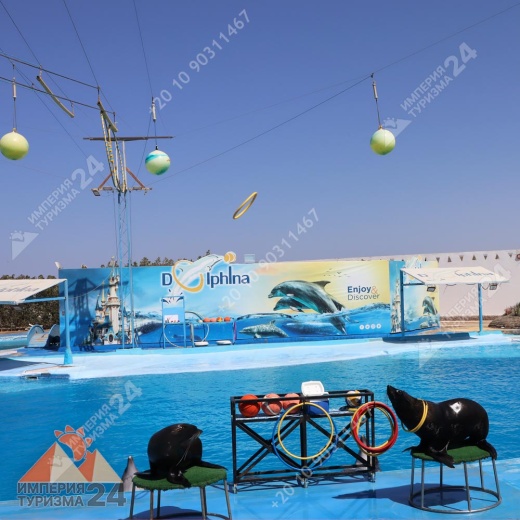 Экскурсия в дельфинарий в Хургаде