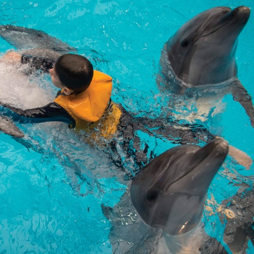 Плаванье с дельфинами Сиде