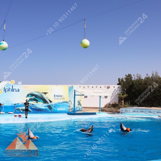 Экскурсия в дельфинарий в Хургаде