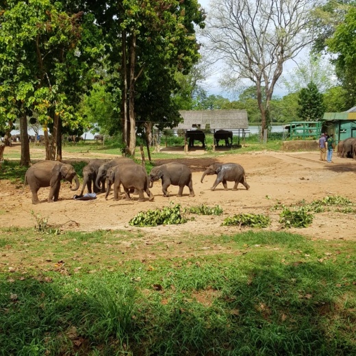 Экскурсия Элла + Слоновий питомник Удавалава (1 день)