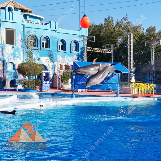 Экскурсия в дельфинарий в Шарм-эль-Шейхе