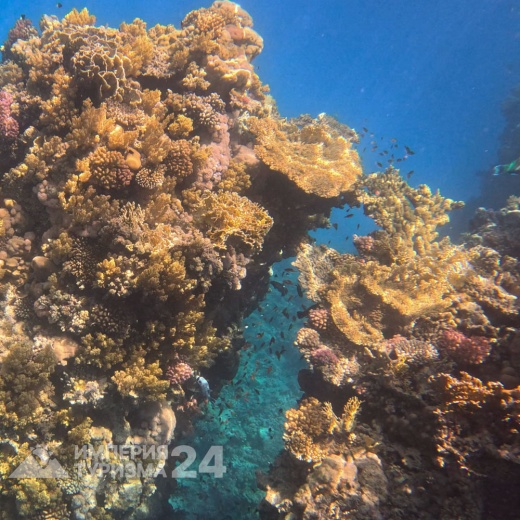 Экскурсия к Белому острову на яхте «Барбаросса»