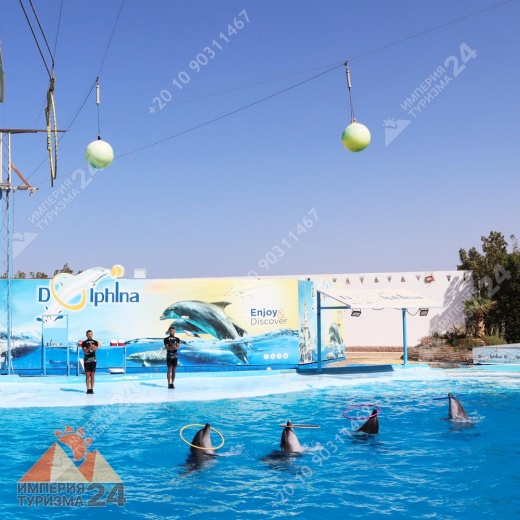 Экскурсия в дельфинарий в Хургаде