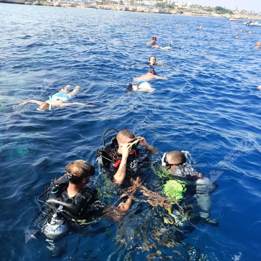 Дайвинг с берега Хилтон Шаркс Бэй