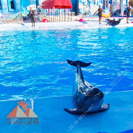 Экскурсия в дельфинарий в Шарм-эль-Шейхе