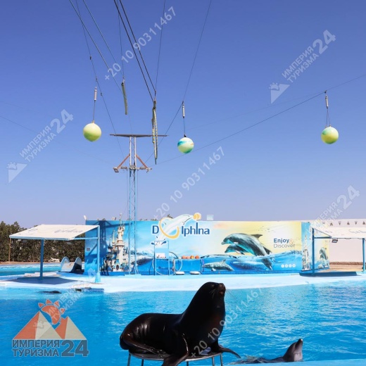 Экскурсия в дельфинарий в Хургаде