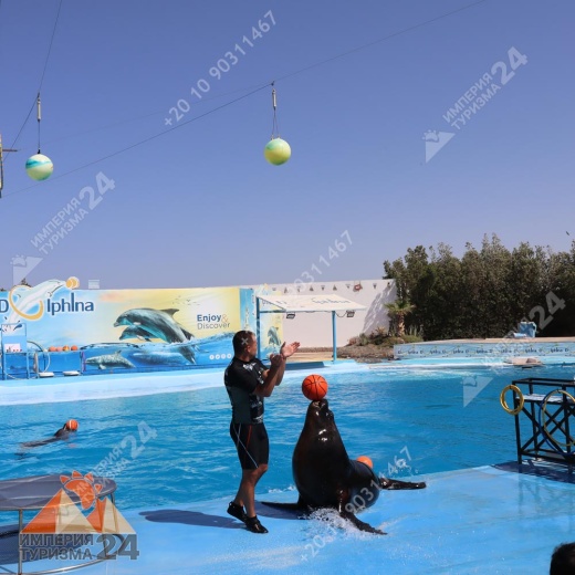 Экскурсия в дельфинарий в Хургаде