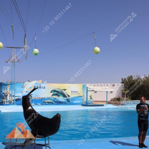 Экскурсия в дельфинарий в Хургаде