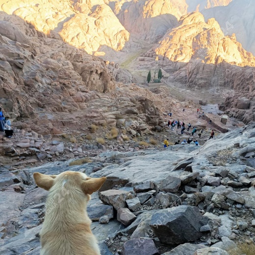 Экскурсия в монастырь Святой Екатерины и гору Моисея