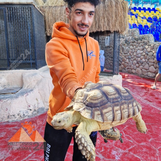 Экскурсия в дельфинарий в Шарм-эль-Шейхе