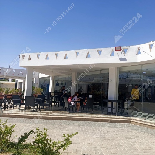 Плавание с дельфинами в Хургаде