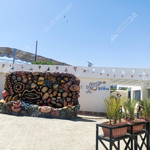 Плавание с дельфинами в Хургаде