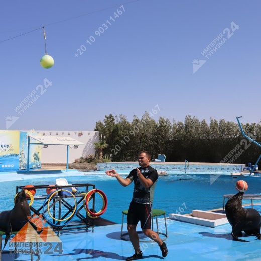 Экскурсия в дельфинарий в Хургаде
