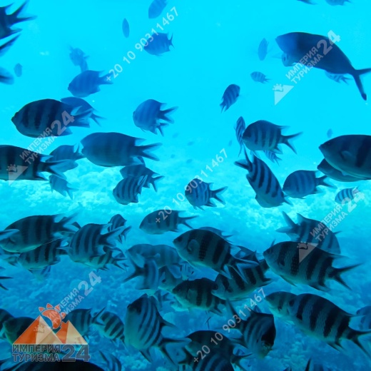 Батискаф + Снорклинг + Парасейлинг из Хургады