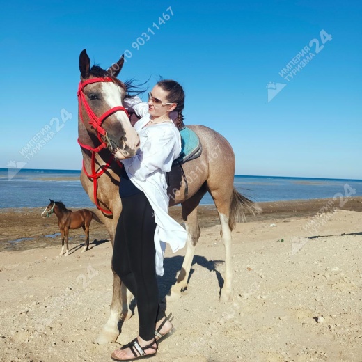 Прогулка на лошадях с купанием в Красном море