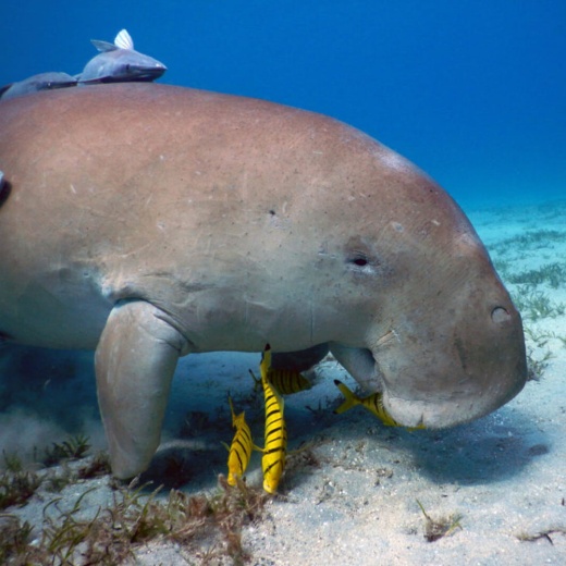 Экскурсия в заповедник «Марса Мубарак»