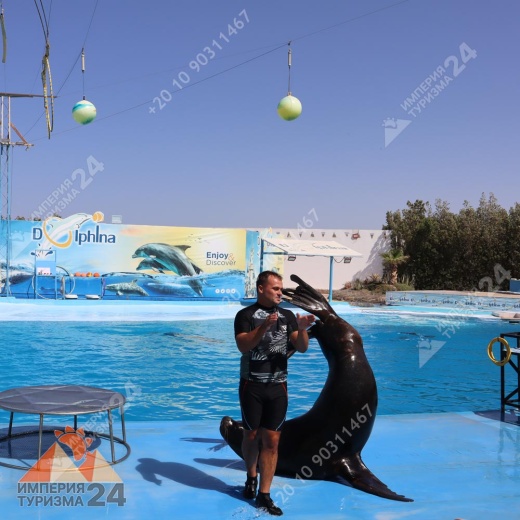 Экскурсия в дельфинарий в Хургаде